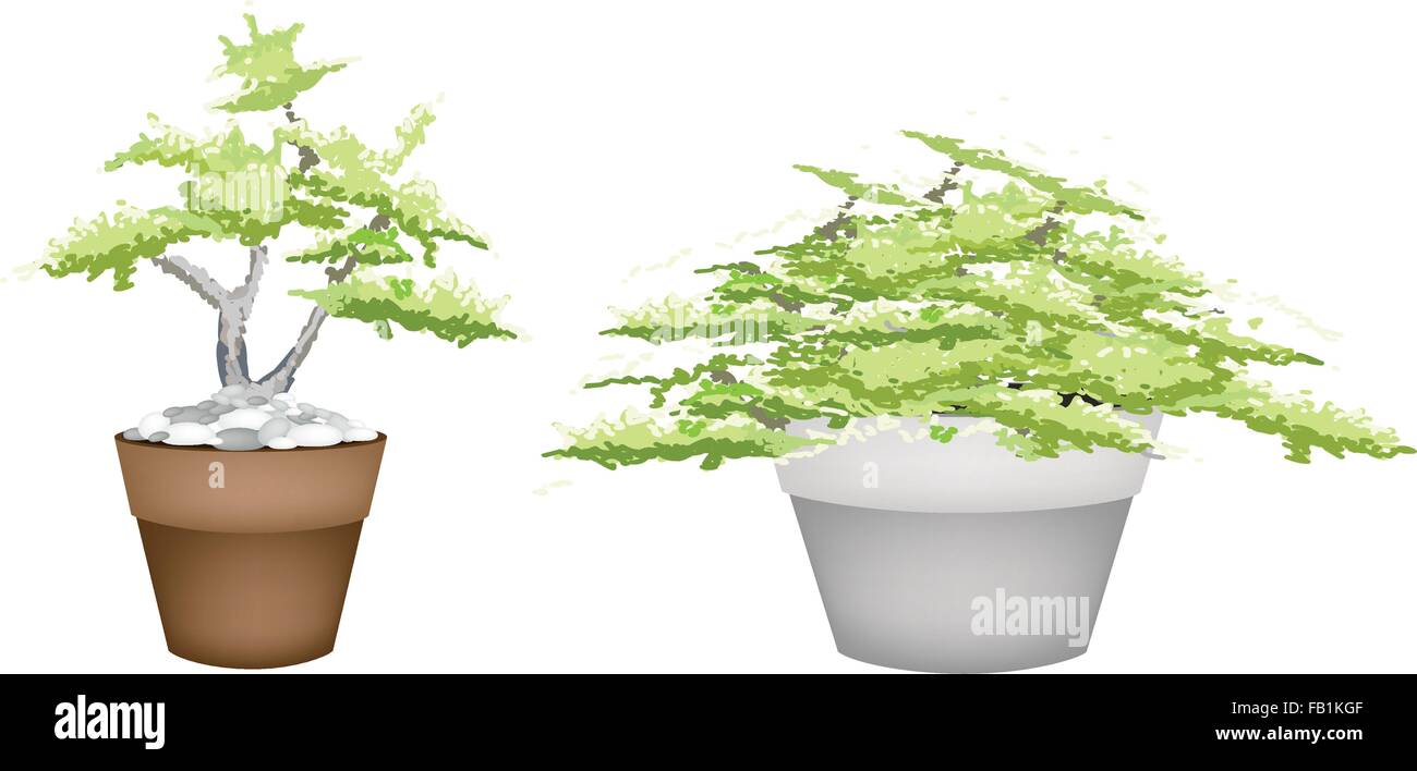 Japanische pappel Stock-Vektorgrafiken kaufen - Alamy