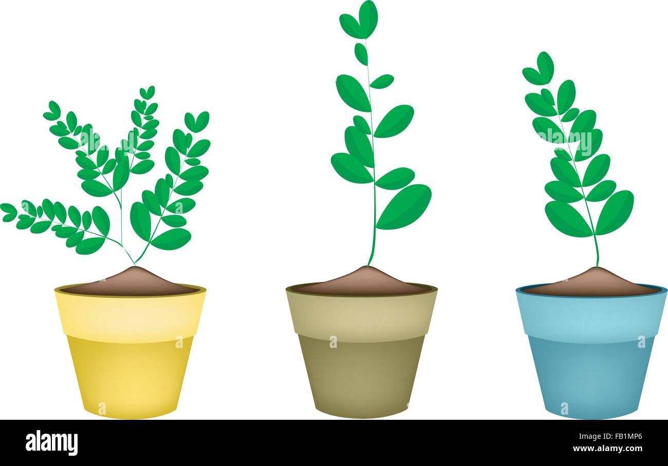 Gemüse- und Kräutergarten, Illustration der drei frische Moringa Baum in Terrakotta Blumentöpfe für Gartendekoration. Stock Vektor