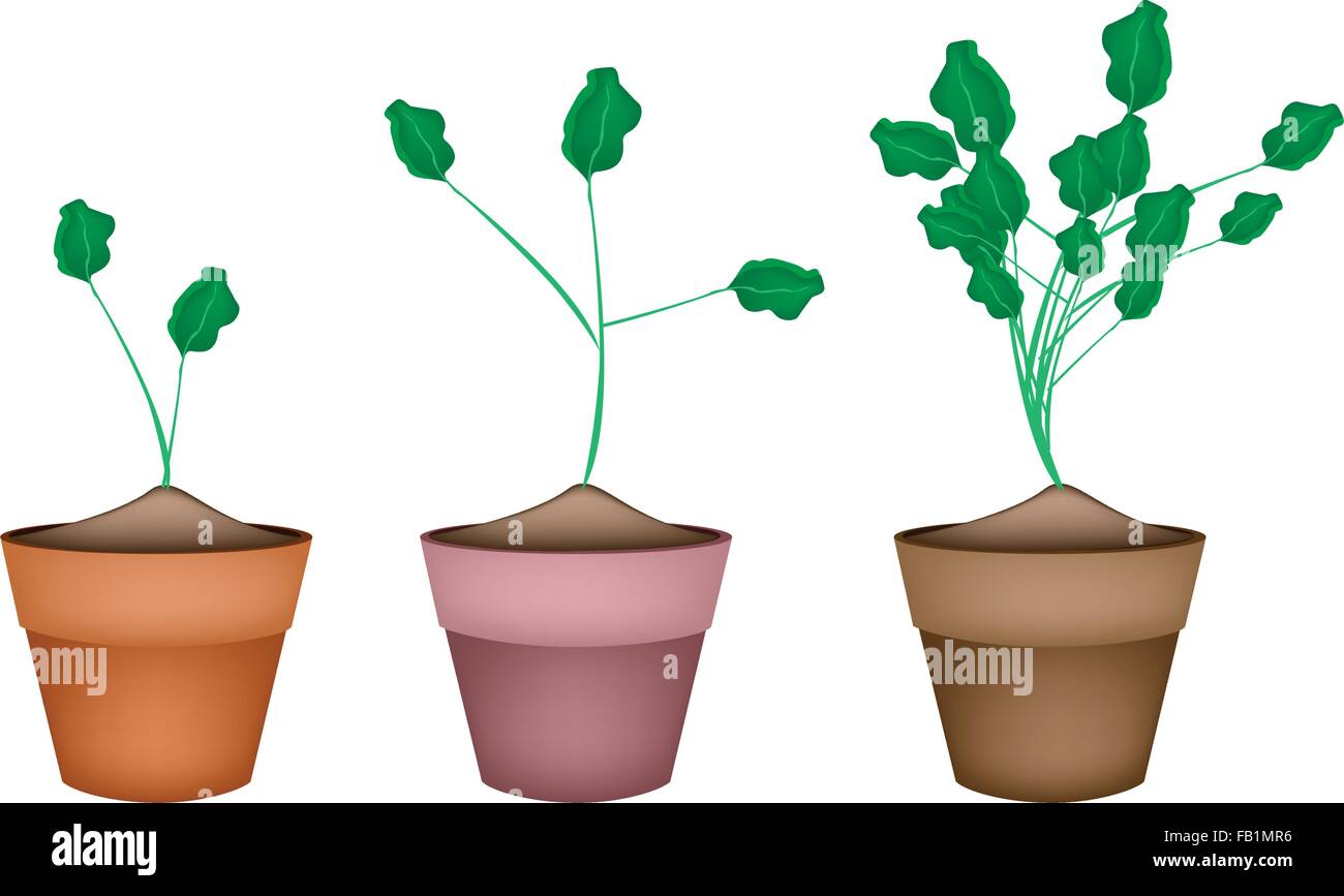 Gemüse und Kräuter, Illustration frische grüne Brunnenkresse oder Kapuzinerkresse Officinale Pflanzen in Terrakotta Blumentöpfe verwendet als Gesundheit Stock Vektor