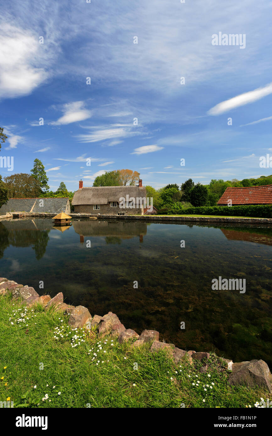 Sommer, Dorfteich am East Quantoxhead Dorf, Somerset, England. Stockfoto