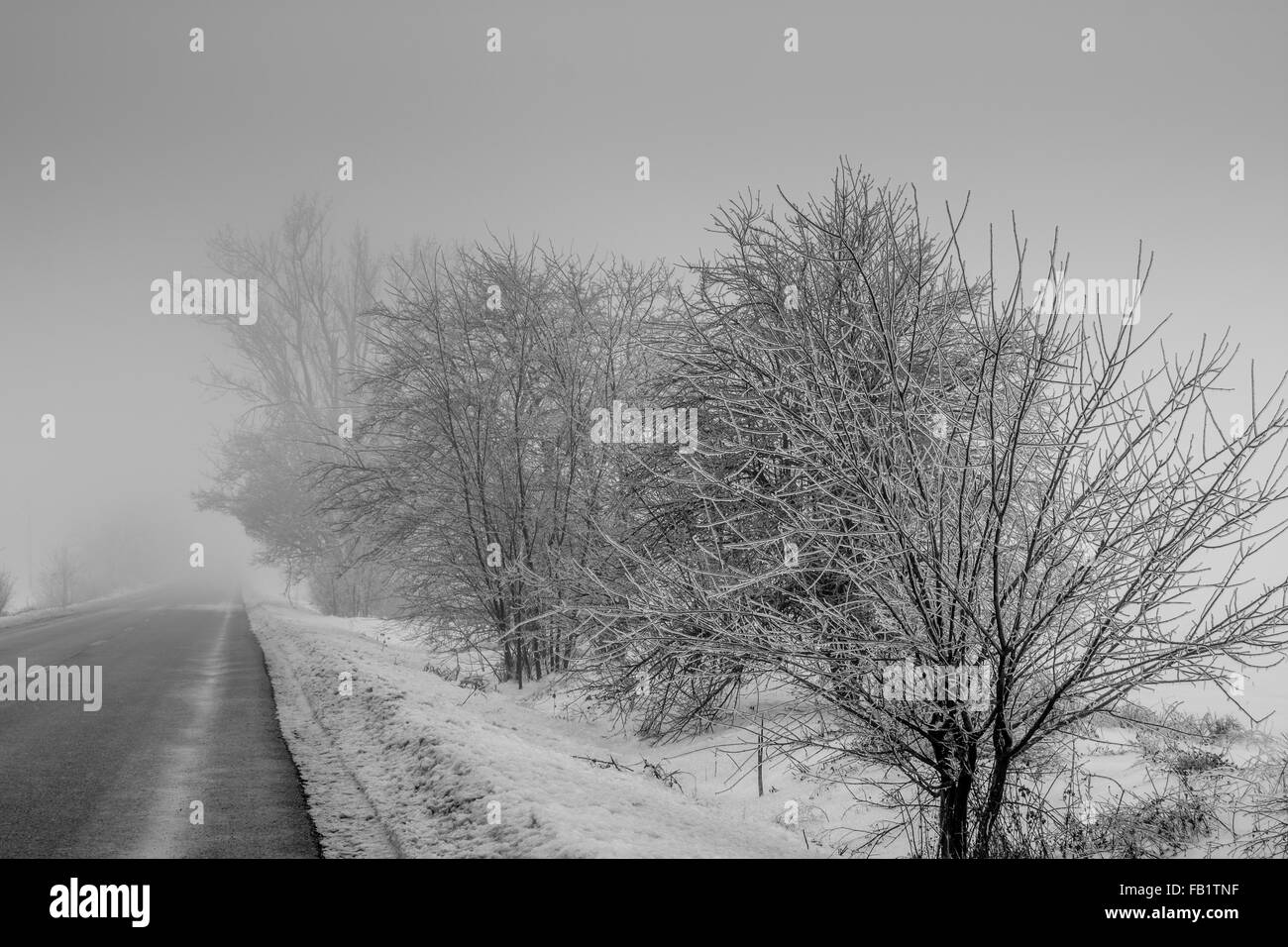 Bäume im Schnee, auf einer Straße in Rumänien Stockfoto