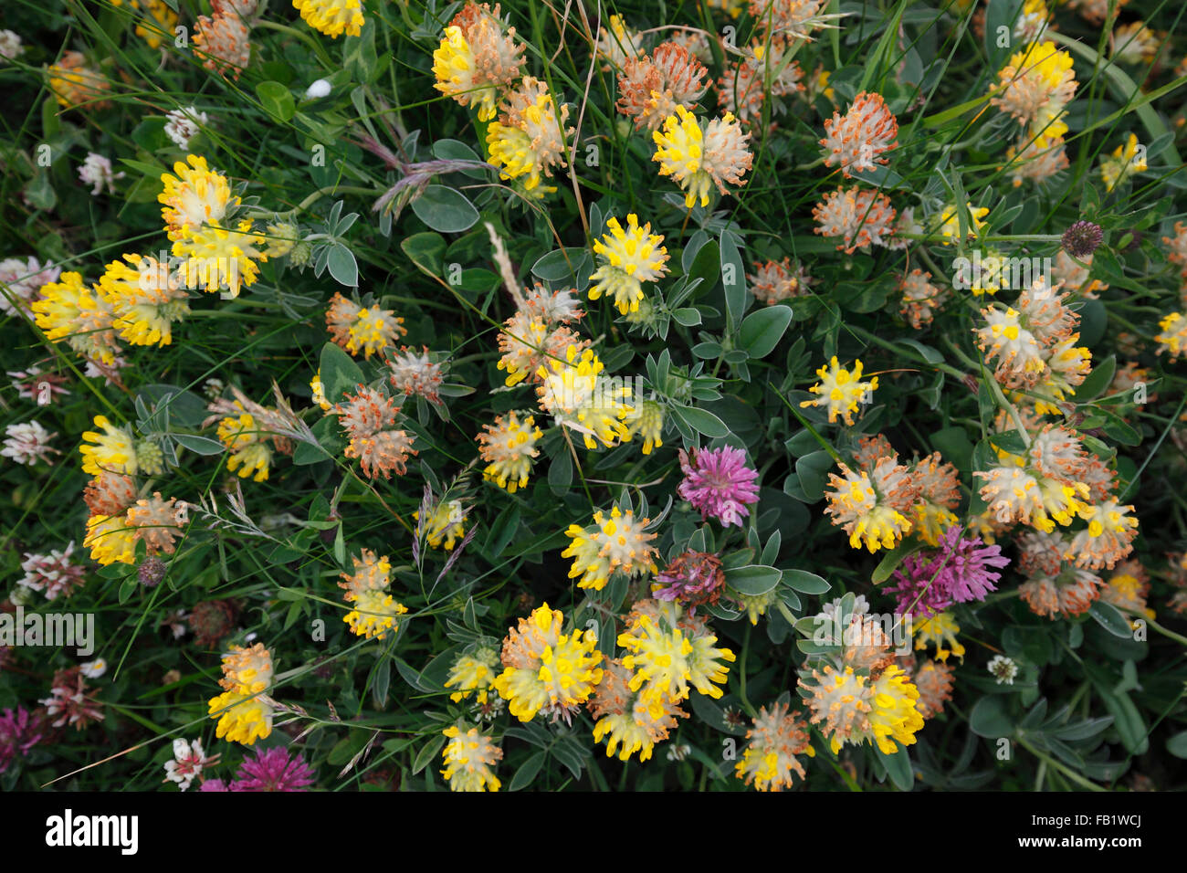 Goldene Glover; Trifolium aureum Stockfoto