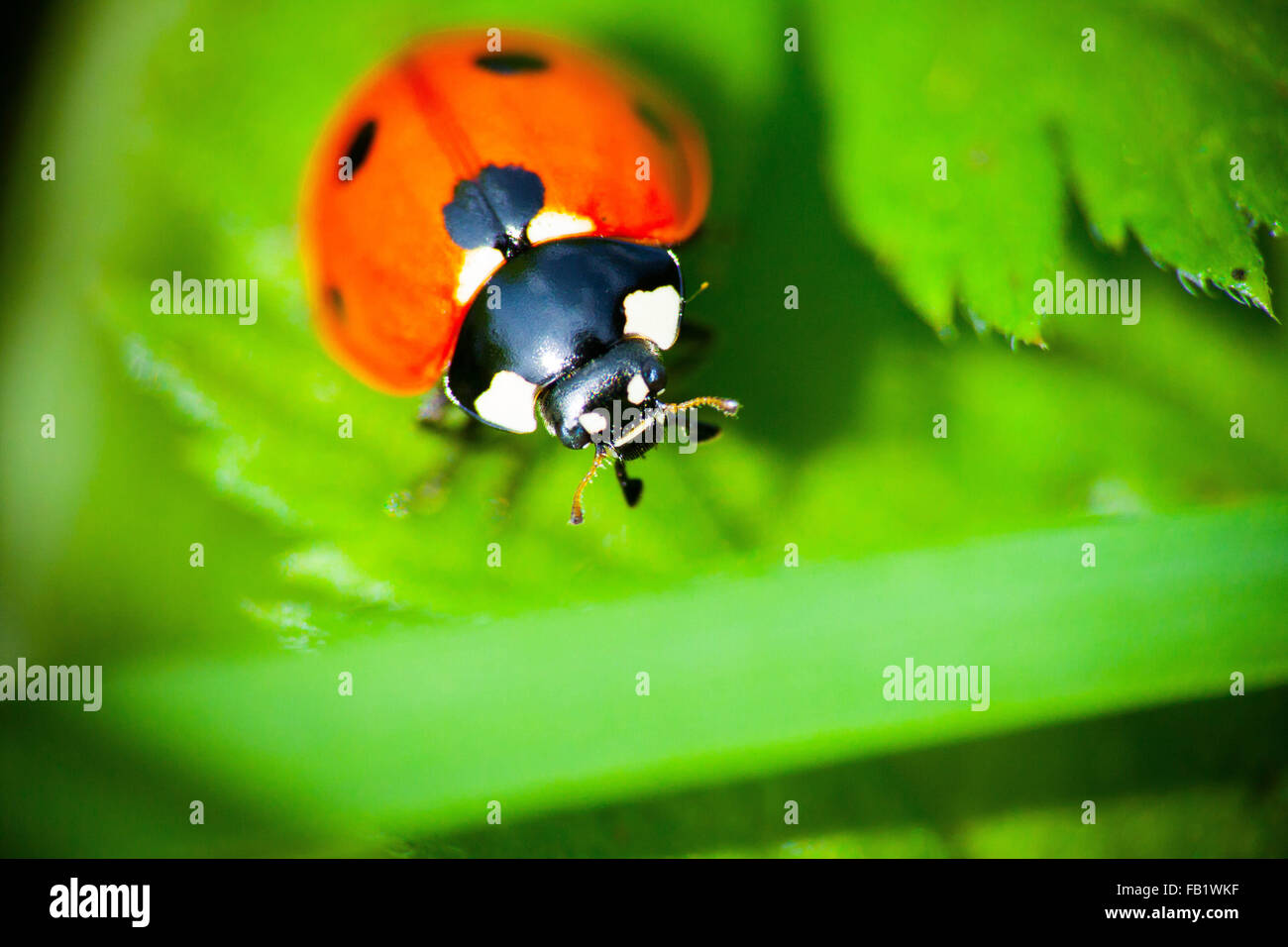 Marienkäfer mit roten und schwarzen Flecken auf einem grünen Blatt Stockfoto