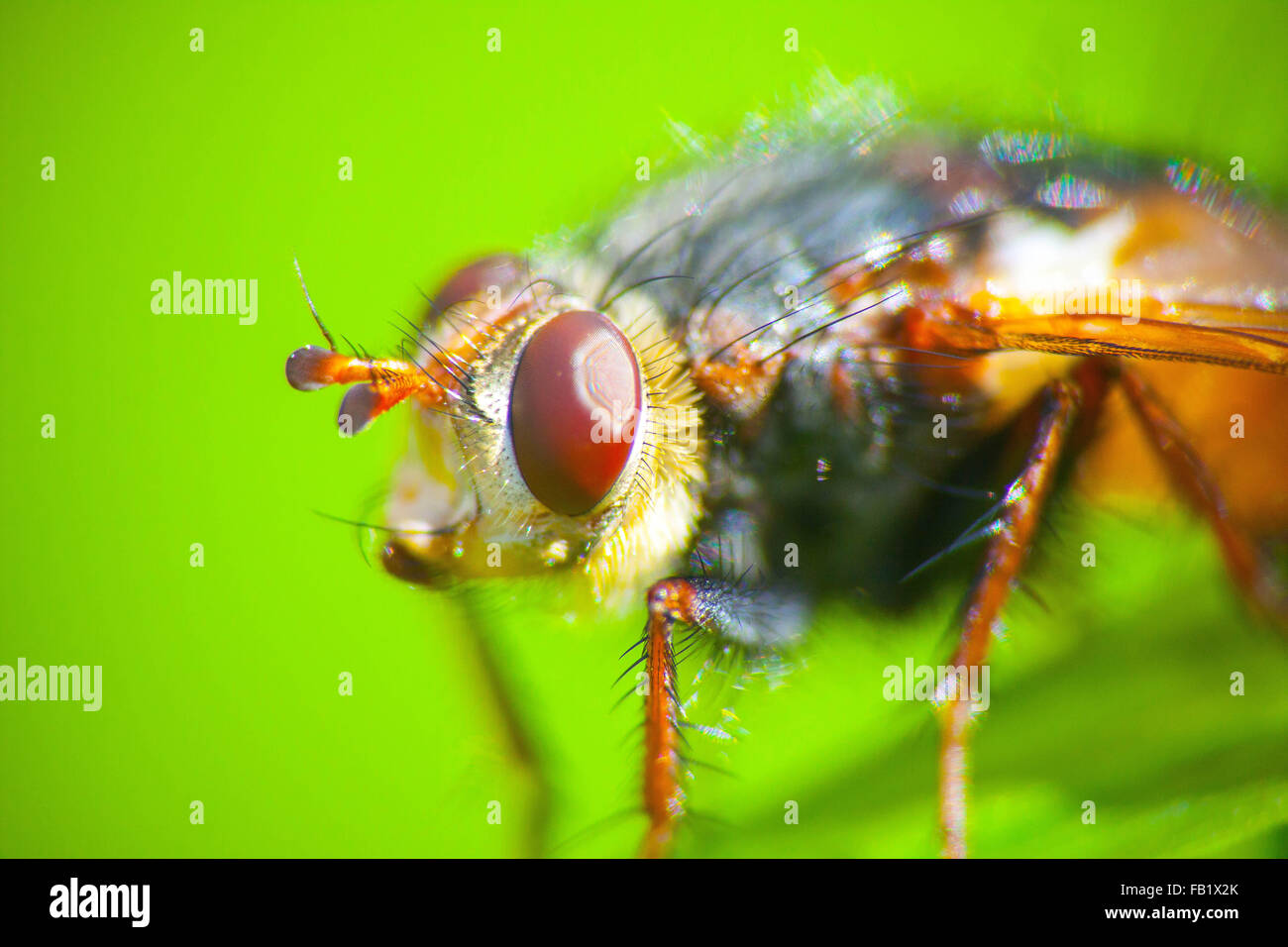 Ein Makro-Foto einer Fliege sitzt auf einer Beurlaubung einer Pflanze Stockfoto