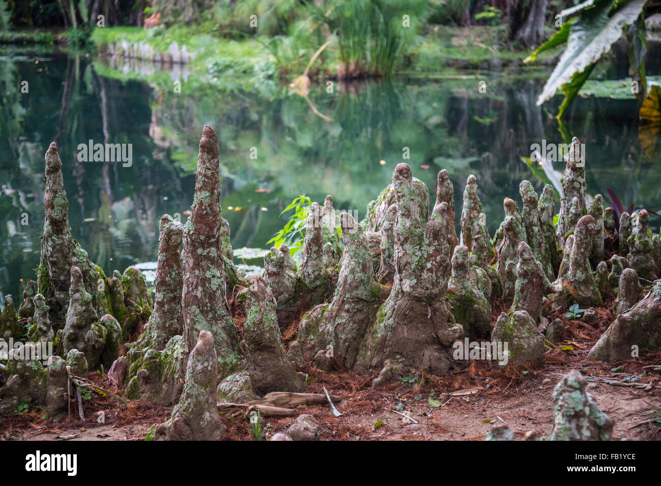 Cipreste-Calvo, Taxodium Distichum, Botanischer Garten, Rio De Janeiro, Brasilien Stockfoto