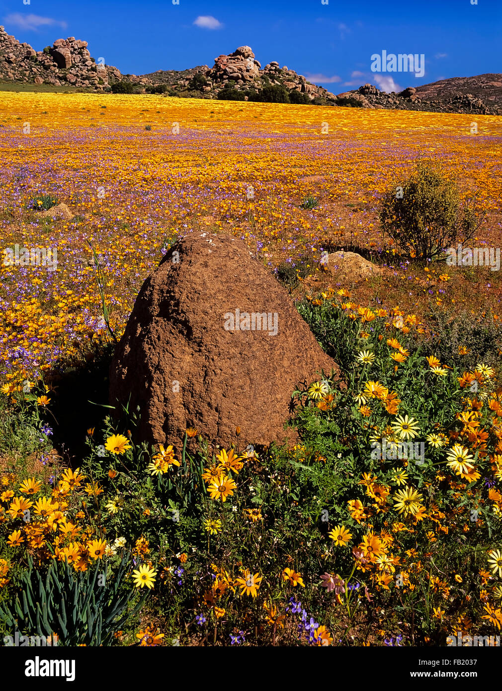 Ameisenhaufen, umgeben von einer Wiese von gemischten Wildblumen in der Nähe von Nourivier in Namaqualand Region von Kapprovinz, Südafrika. Stockfoto