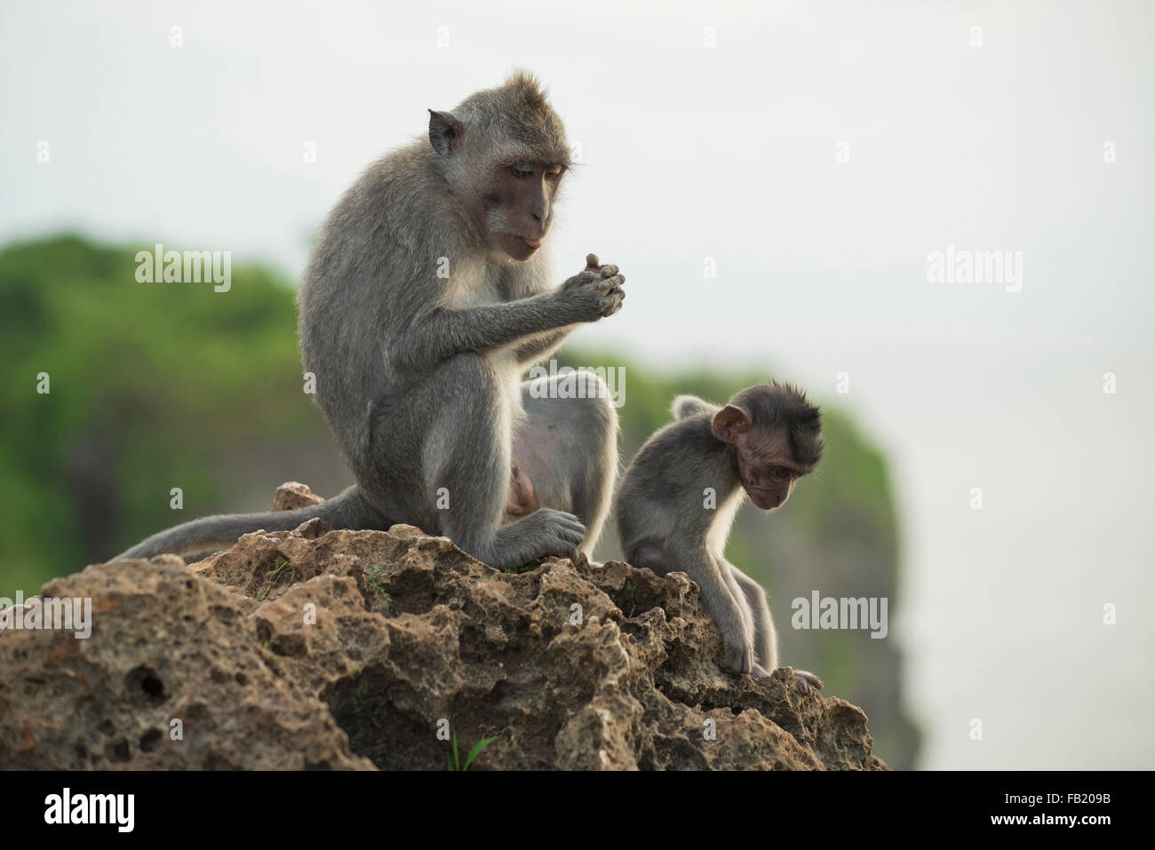 Tierwelt-Szene, wilde Affen, die auf Felsen in ihrem natürlichen Lebensraum mit Dschungel Natur Hintergrund sitzen. Stockfoto