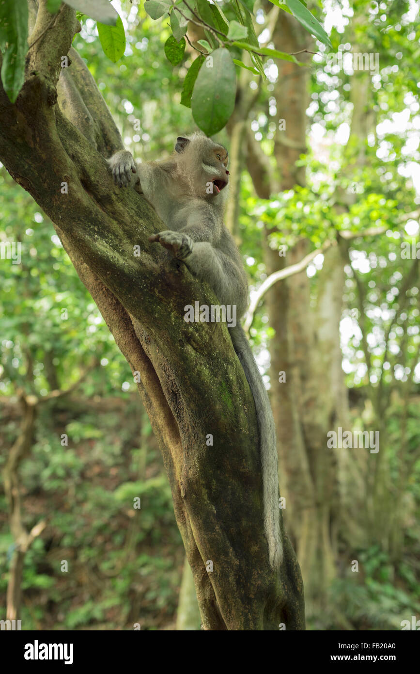 Wilde Affen auf Baum mit überrascht Gesichtsausdruck, natürlichen Dschungel Umgebungshintergrund. Stockfoto