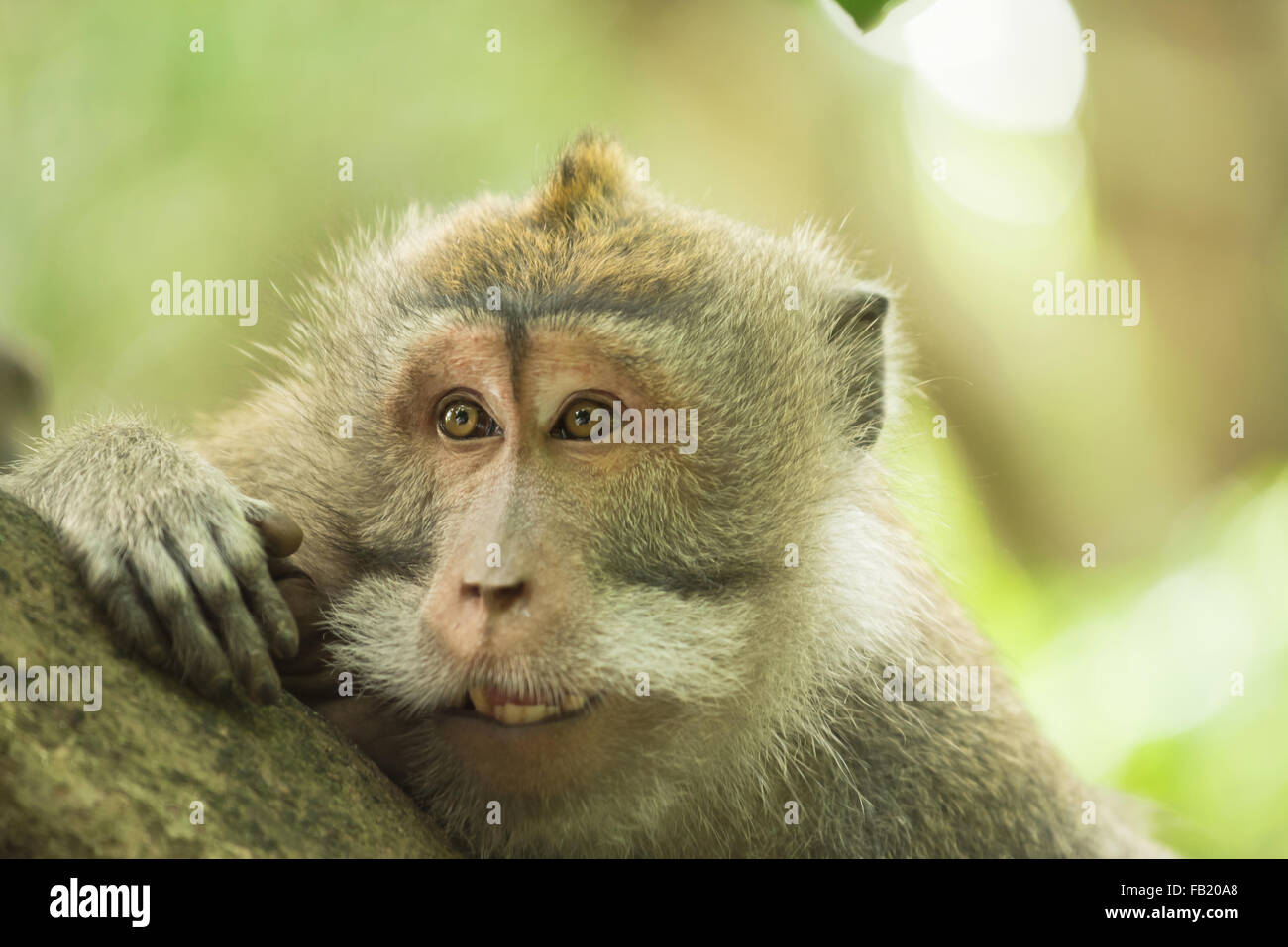 Lustigen neugierig wilde Affen Gesicht Porträt über Ast im natürlichen Lebensraum. Wildlife Conservation Kampagne. Stockfoto