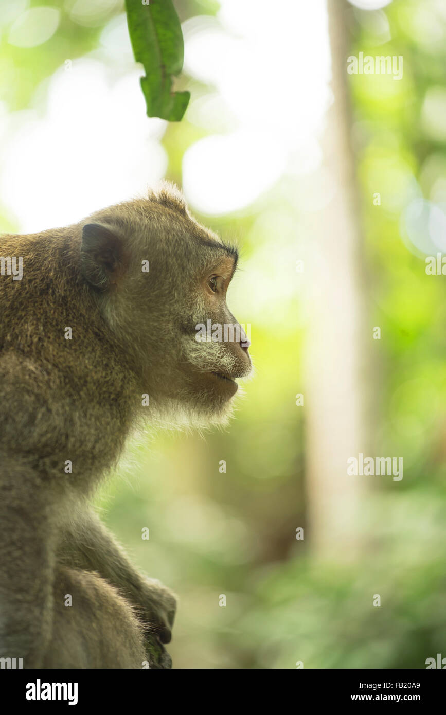 Wilde Affen im Dschungel Baum Zweig Profilbildnis Gesicht. Wildlife Conservation und Tier Rechte Kampagne. Stockfoto