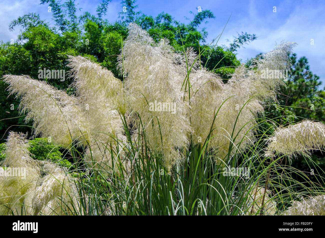 Pampass grass garden Stockfotos und bilder Kaufen Alamy