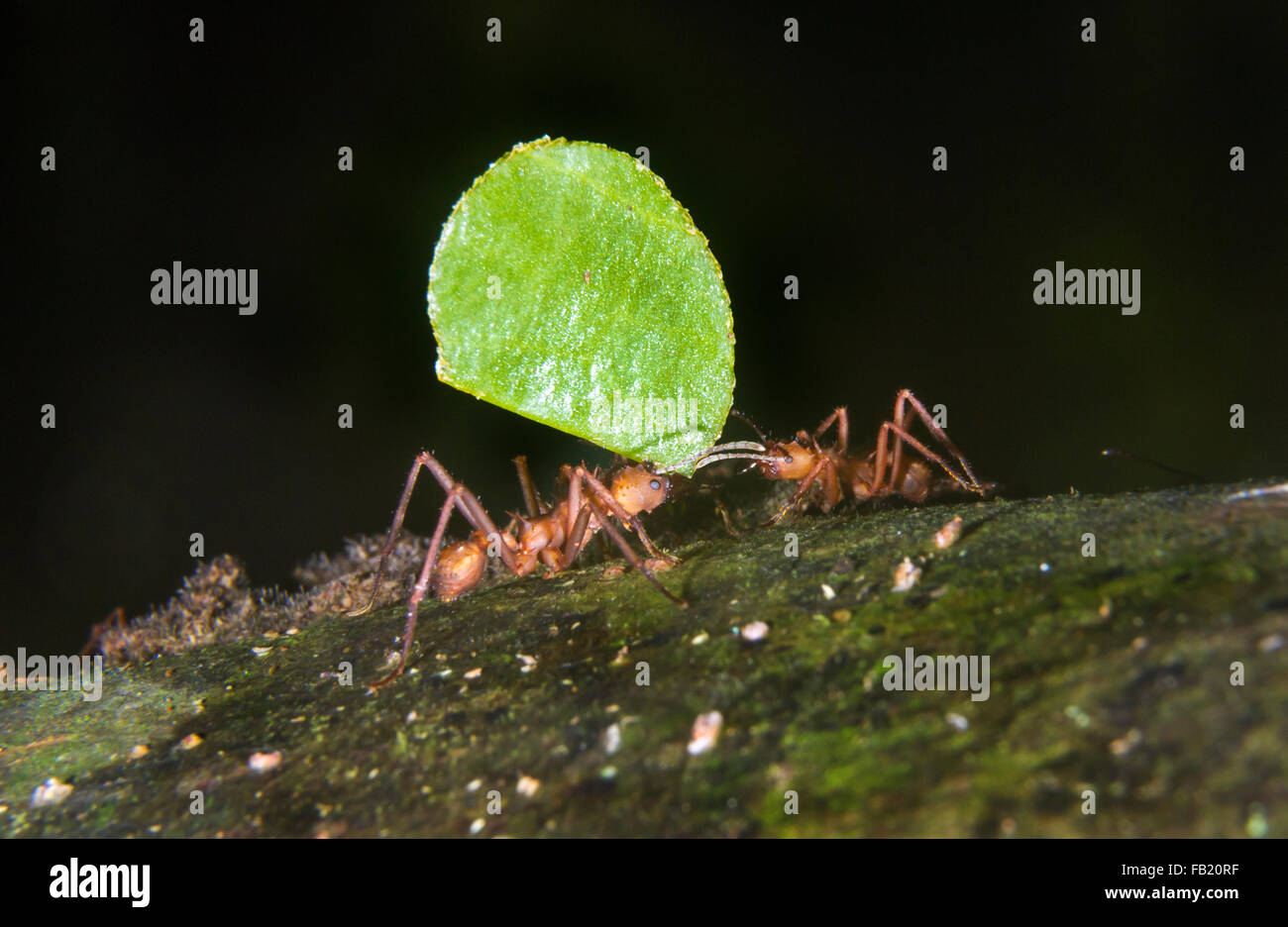 Leafcutter Ameisen (Acromyrmex Octospinosus) mit einem Blatt, Pacaya Samiria Nationalreservat, Yanayacu Fluss, Amazonasgebiet, Peru Stockfoto