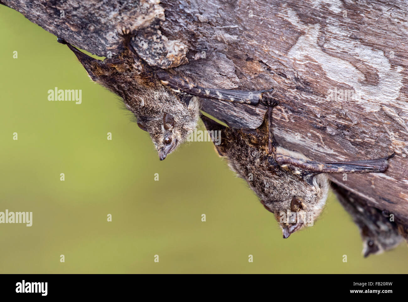 Rüssel Fledermäuse (Rhynchonycteris Naso) Schlafplatz auf einer Baumrinde im Regenwald, Pacaya Samiria Nationalreservat, Peru Stockfoto