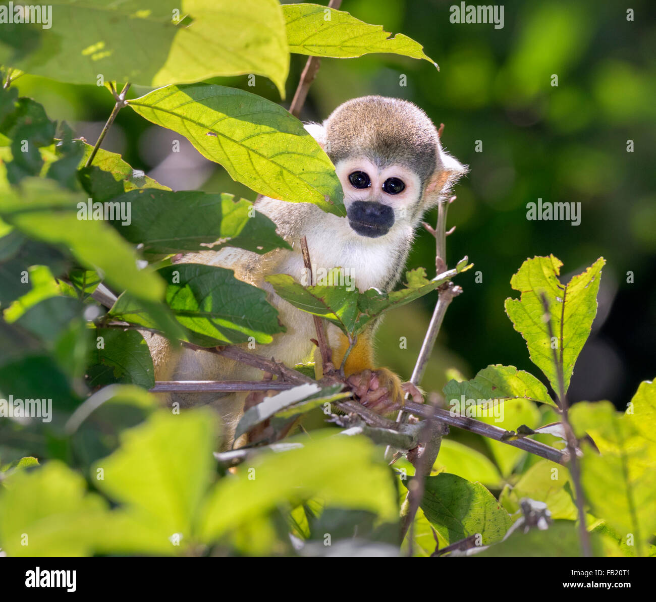 Totenkopfaffen (Saimiri Sciureus) im Rainforest überdachung, Pacaya Samiria Nationalreservat, Yanayacu River, Amazonasgebiet, Peru Stockfoto