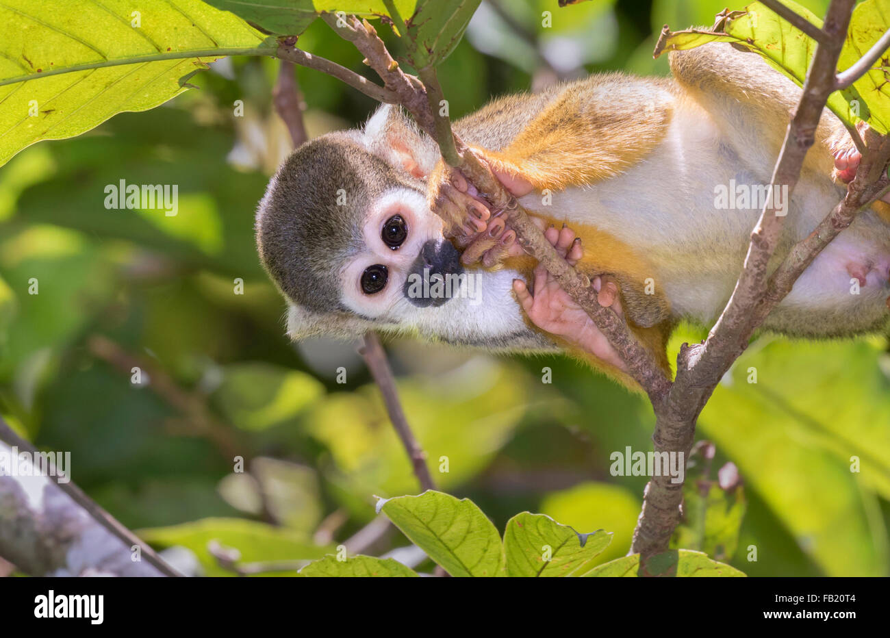 Totenkopfaffen (Saimiri Sciureus) im Rainforest überdachung, Pacaya Samiria Nationalreservat, Yanayacu River, Amazonasgebiet, Peru Stockfoto