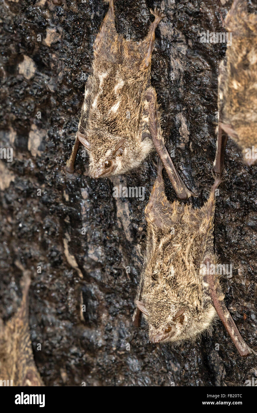 Rüssel Fledermäuse (Rhynchonycteris Naso) Schlafplatz auf einer Baumrinde im Regenwald, Pacaya Samiria Nationalreservat, Peru Stockfoto
