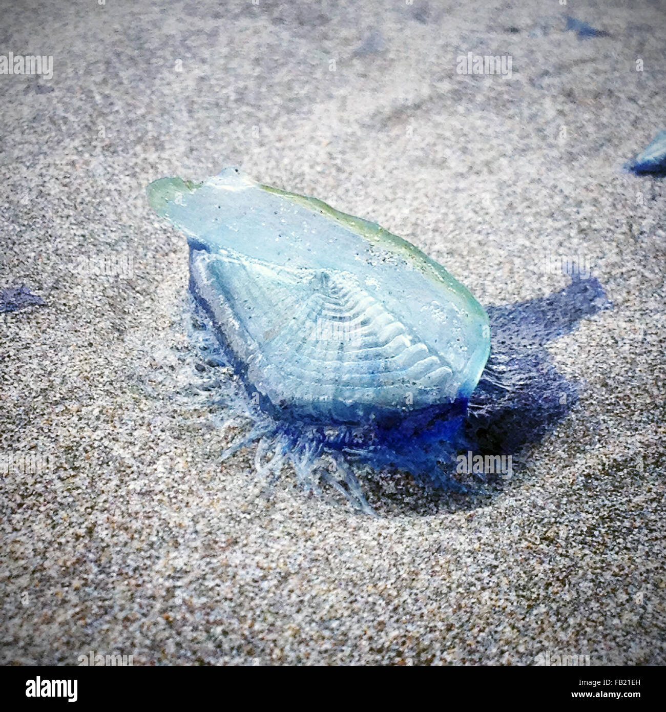 Durch Den Wind Segler Am Strand Stockfotografie Alamy