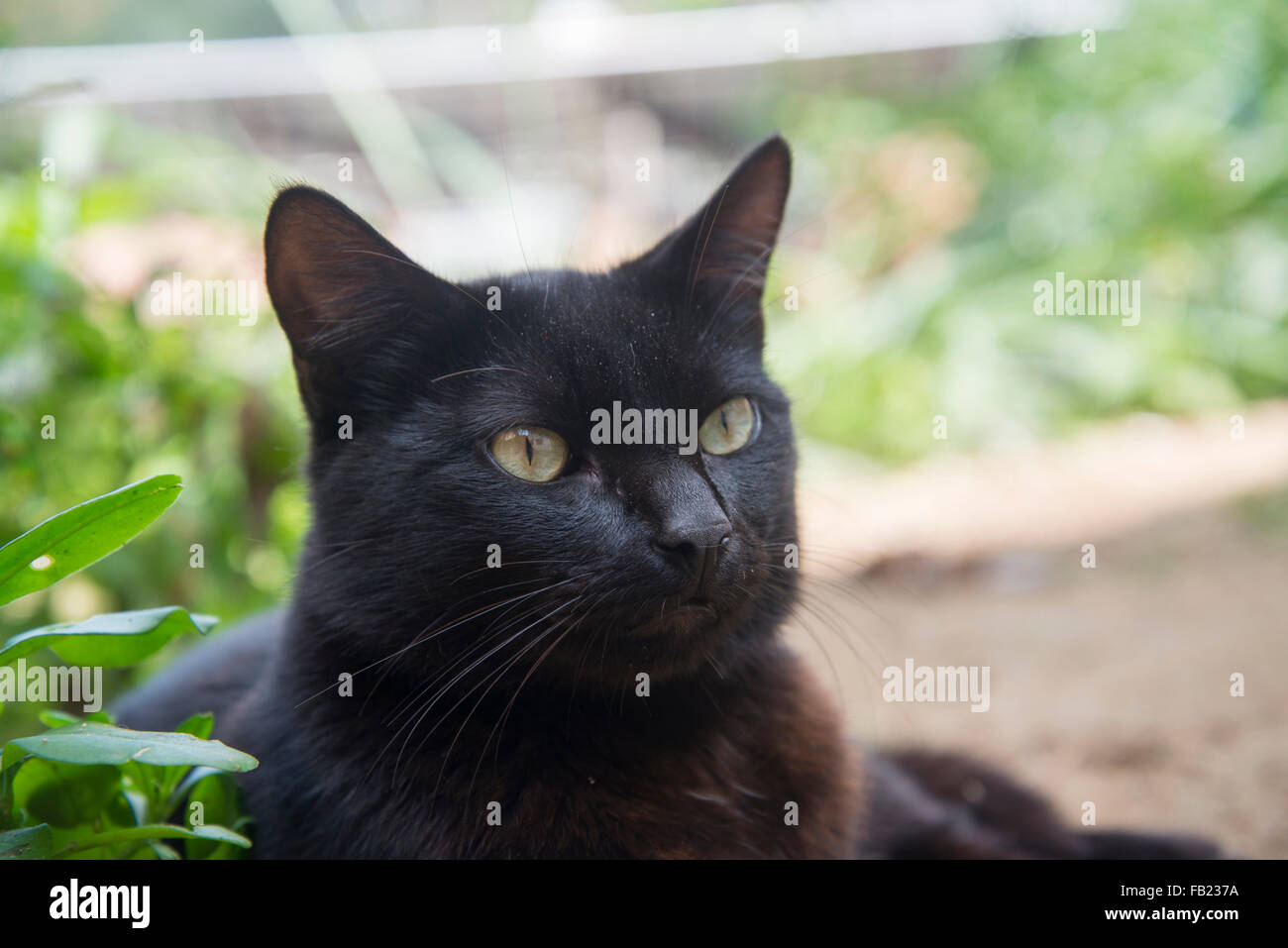 Schwarze Katze Stockfoto