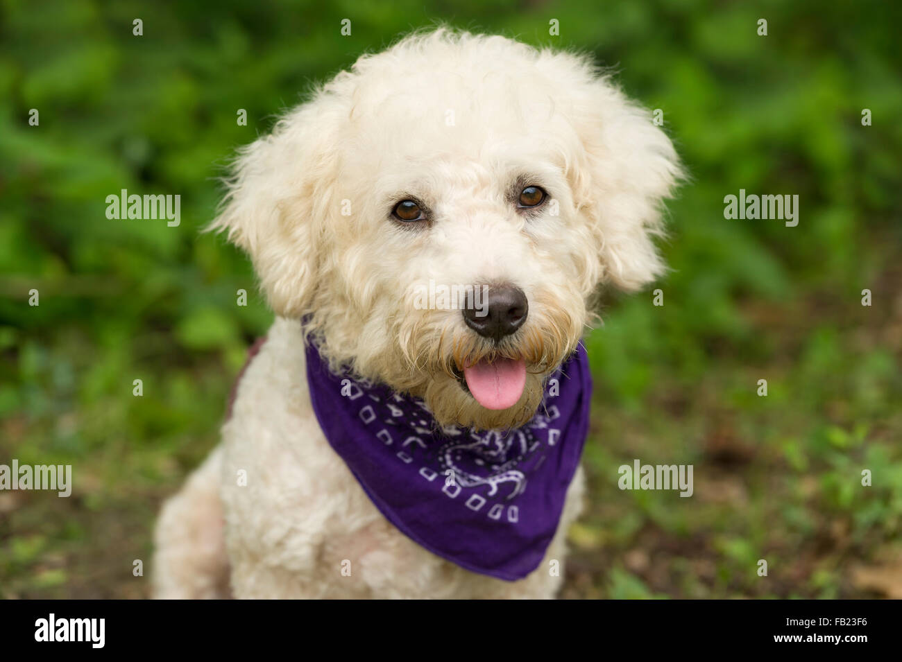 Niedlichen Hund Closeup ist ein netter happy Hund im freien trägt einen lila Halstuch mit einem eine entzückende rosa Zunge und glückliches Lächeln. Stockfoto