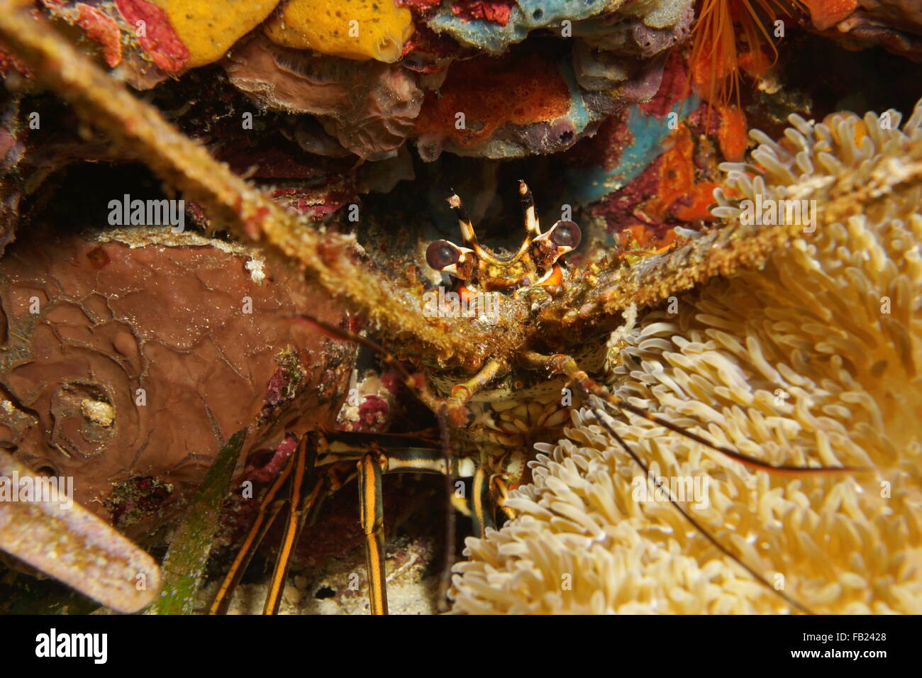 Nahaufnahme von einer Languste unter Wasser versteckt hinter einer Anemone, Karibik, Mittelamerika, Panama Stockfoto