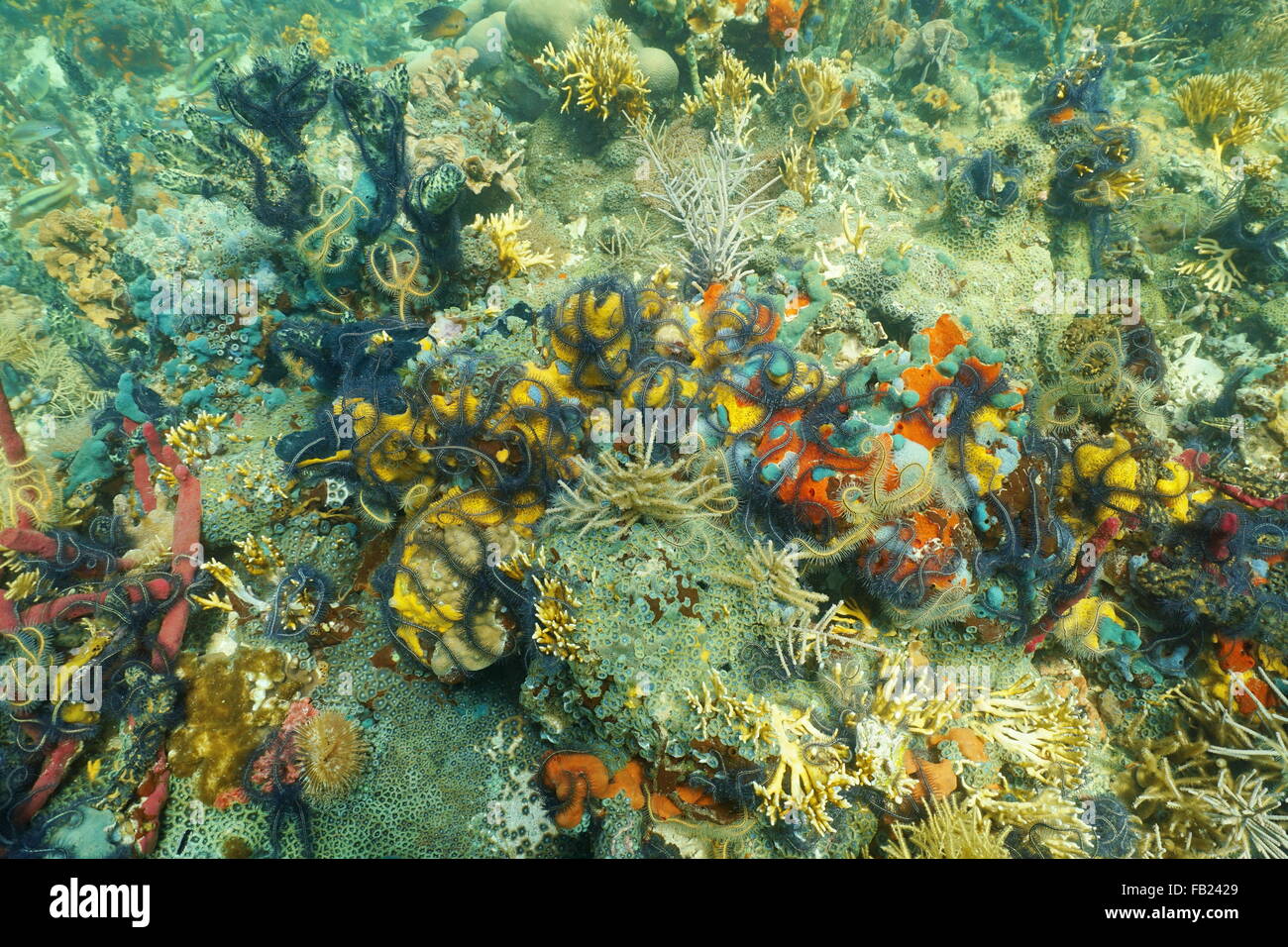 Bunte Korallenriff fallenden marine Unterwasserwelt komponiert von Schwamm Schlangensterne und Krustenanemonen, Karibik, Panama Stockfoto