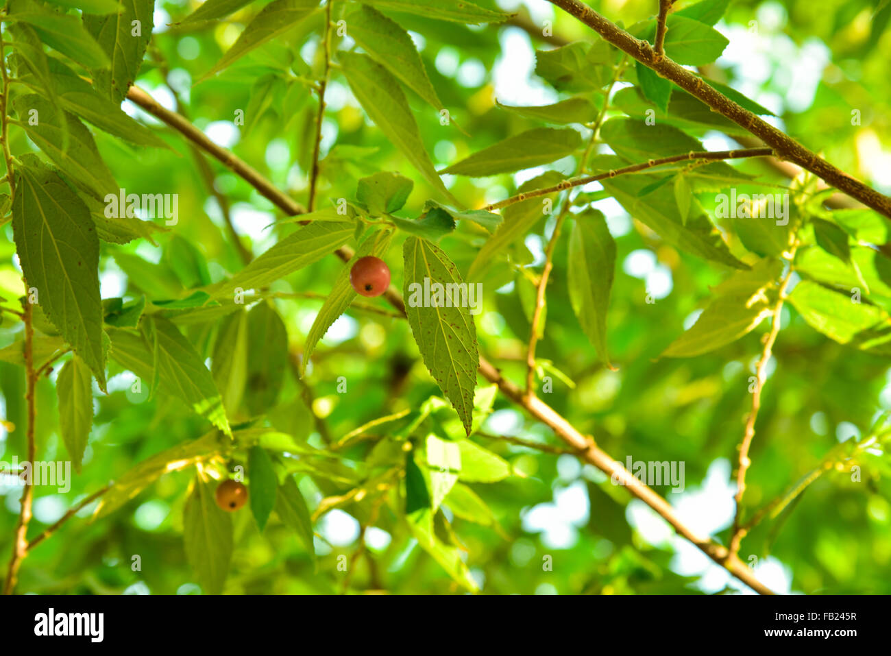 Muntingia Calabura. Asiatische Kirschfrucht Stockfoto