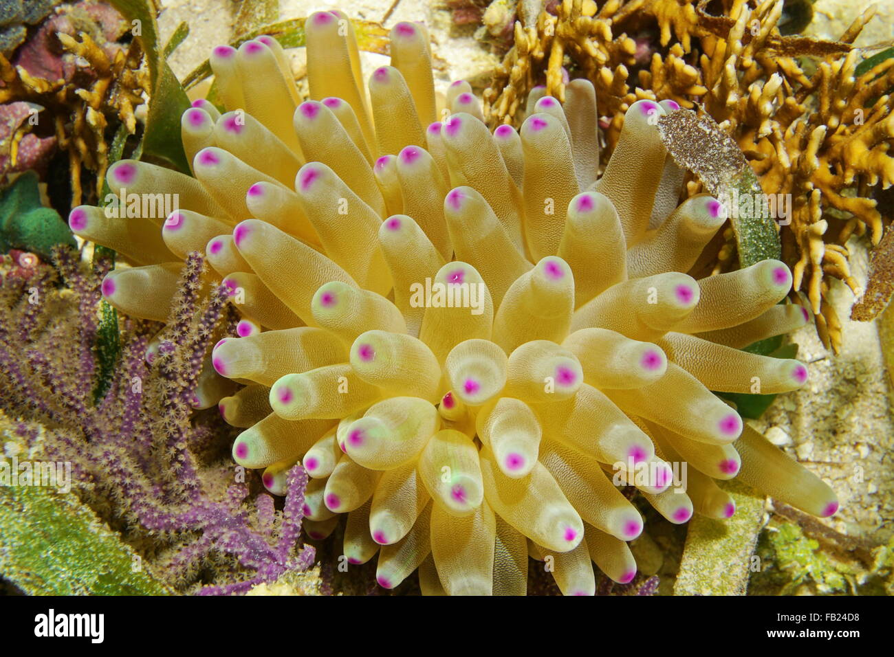 Marine Unterwasserwelt, eine Condy Anemone, Condylactis Gigantea, Karibik, Mittelamerika, Costa Rica Stockfoto