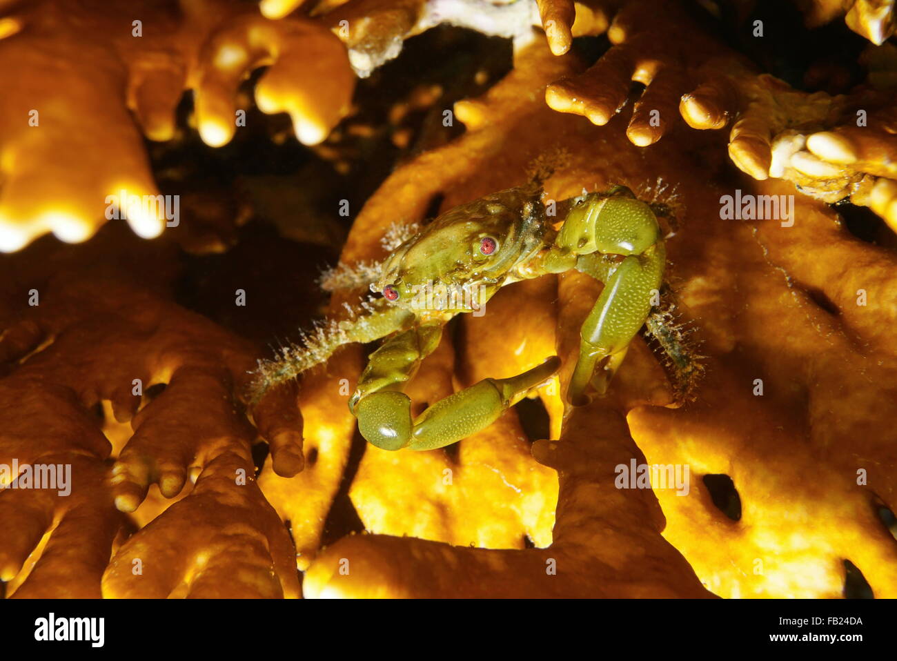 Eine grüne anhänglichen Krabbe, Mithraculus Sculptus, unter Wasser auf Feuer Korallen, Karibik, Mittelamerika, Panama Stockfoto
