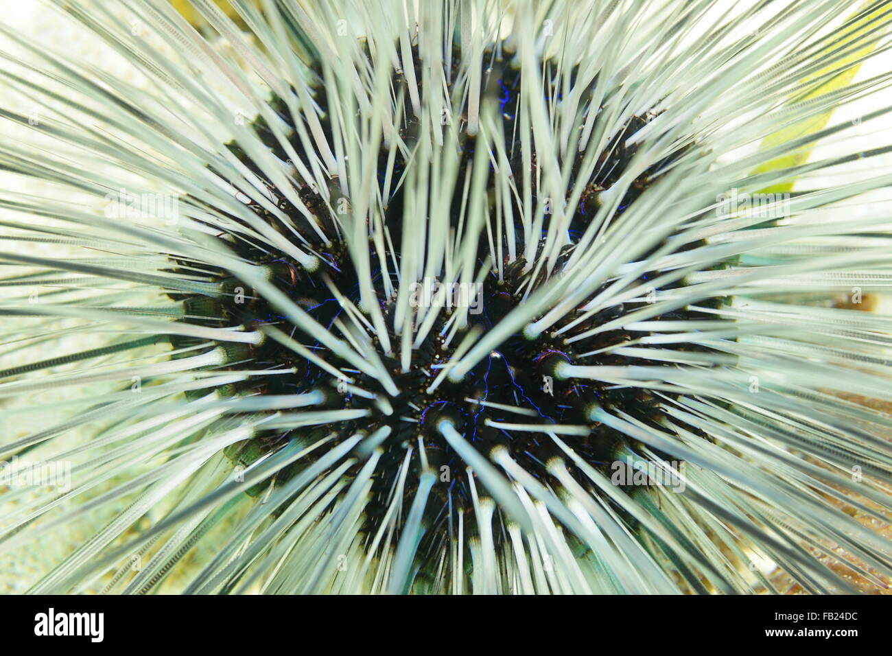 Unterwasserwelt, Nahaufnahme von einem lang spined Urchin, Diadema Antillarum, mit weißen Stacheln und blaue Linien, Karibik Stockfoto