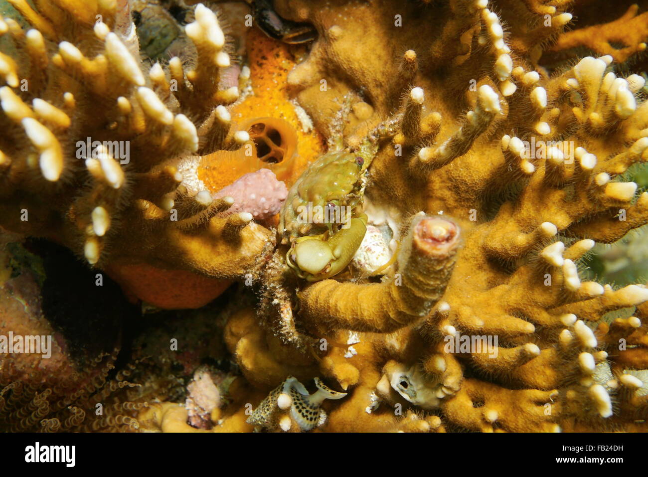 Marine Unterwasserwelt, grüne anhänglichen Krabbe, Mithraculus Sculptus auf Feuerkoralle, Karibik Stockfoto