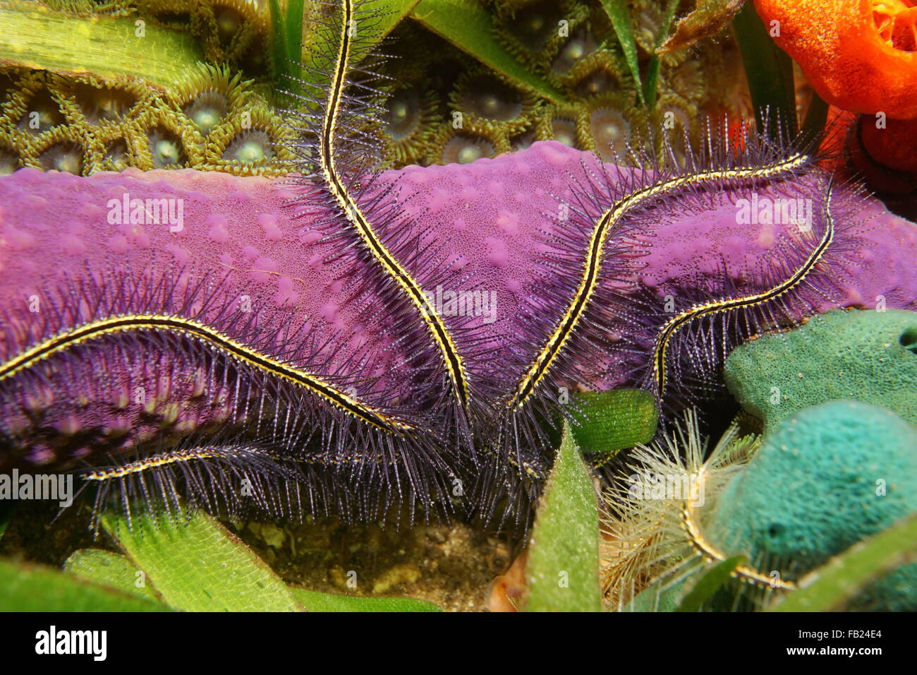Unterwasser Meerestiere, Tentakeln eine Suenson Schlangenstern auf bunten Schwamm, Karibik Stockfoto