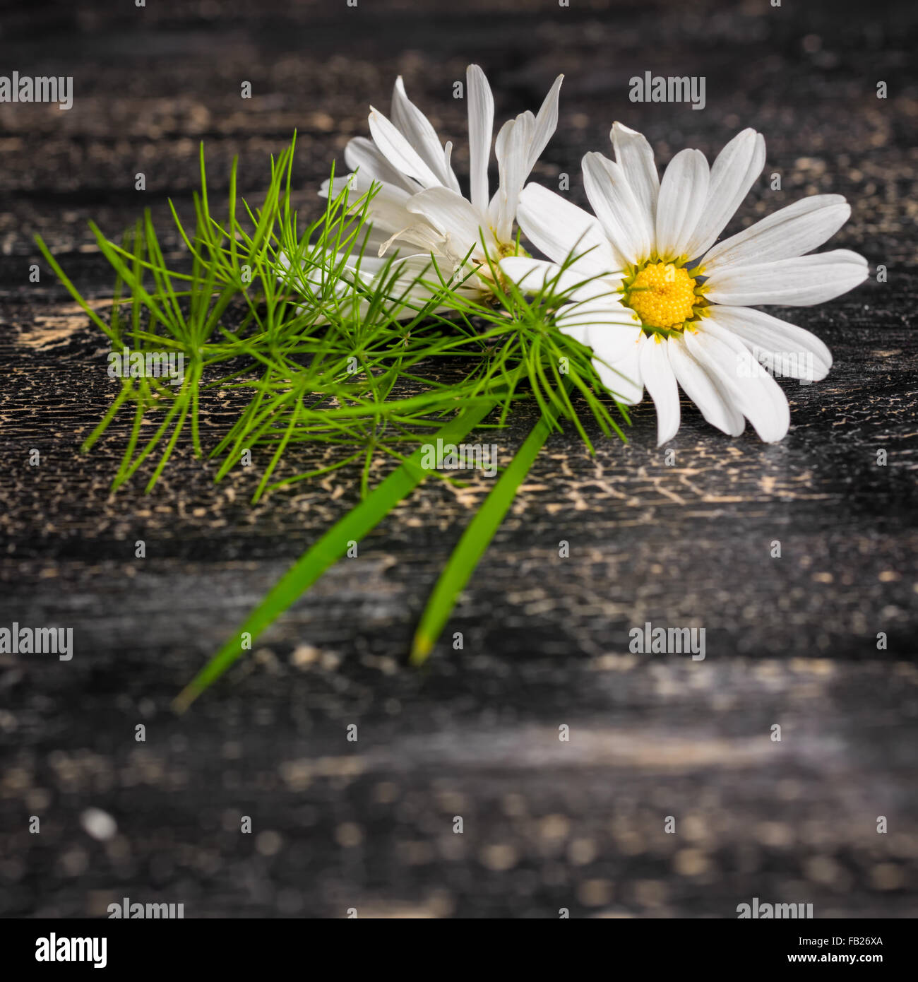 Gänseblümchen Blume mit Rasen auf schwarze Risse Hintergrund, Nahaufnahme Stockfoto