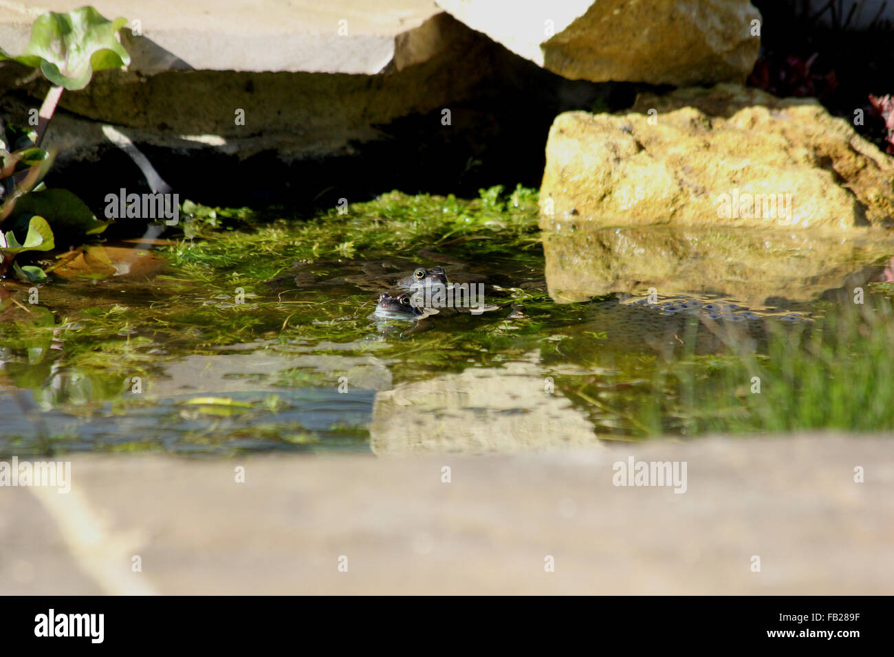 Zwei gemeinsame Frösche (Rana Temporaria) und ein Stück Frogspawn im Gartenteich Stockfoto