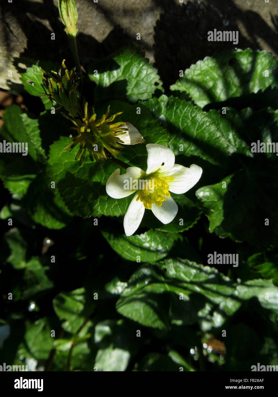 Blüte und unreife Samen Leiter des weißen Marsh Marigold (Caltha Palustris var. Alba) in gefleckte Sonnenlicht Stockfoto