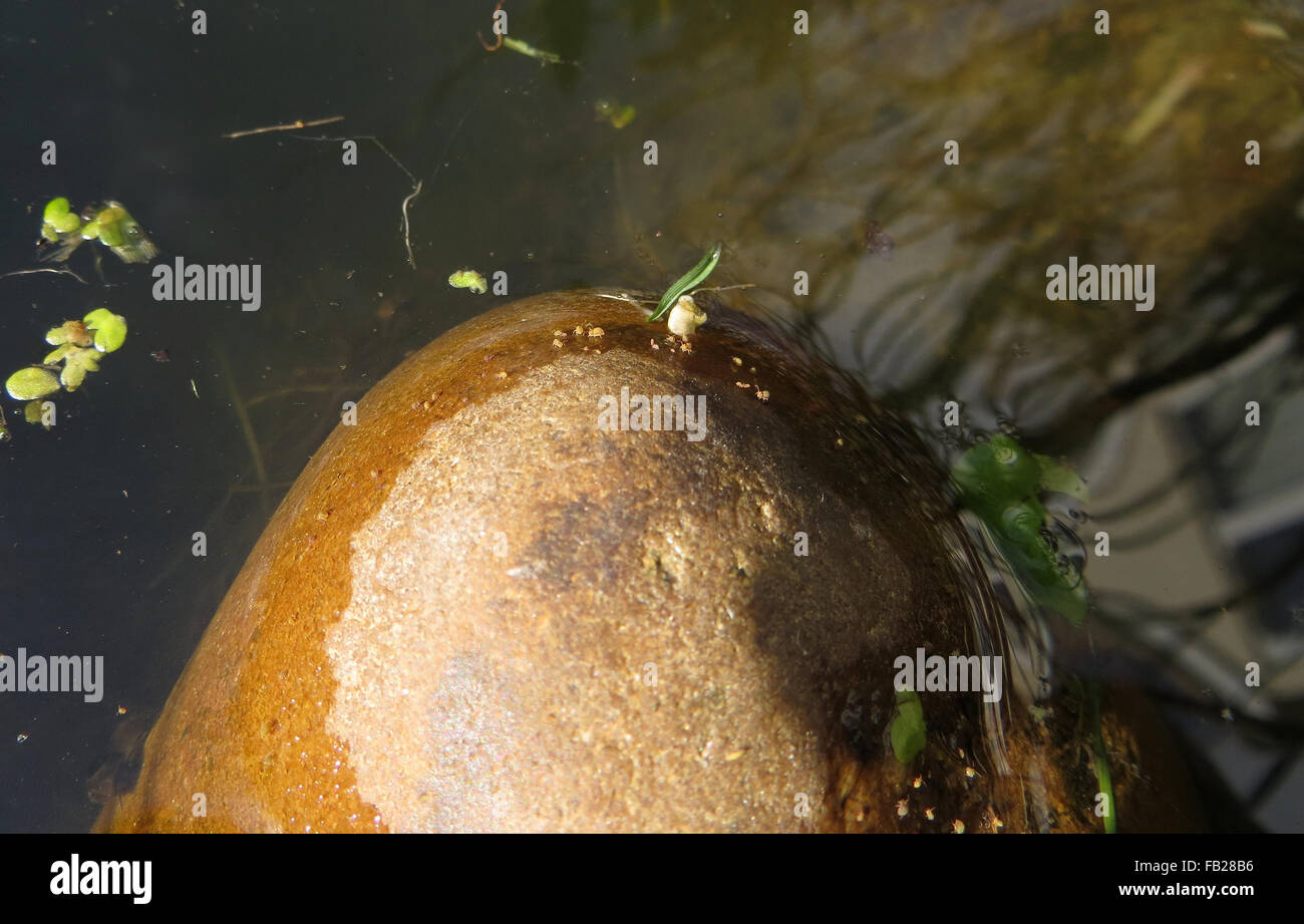 Springschwänze (Sminthurides Aquaticus) auf einem Felsen am Wasser-Rand in einem Gartenteich Stockfoto