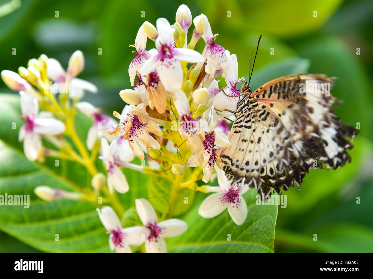 Schmetterling auf Blumen Stockfoto