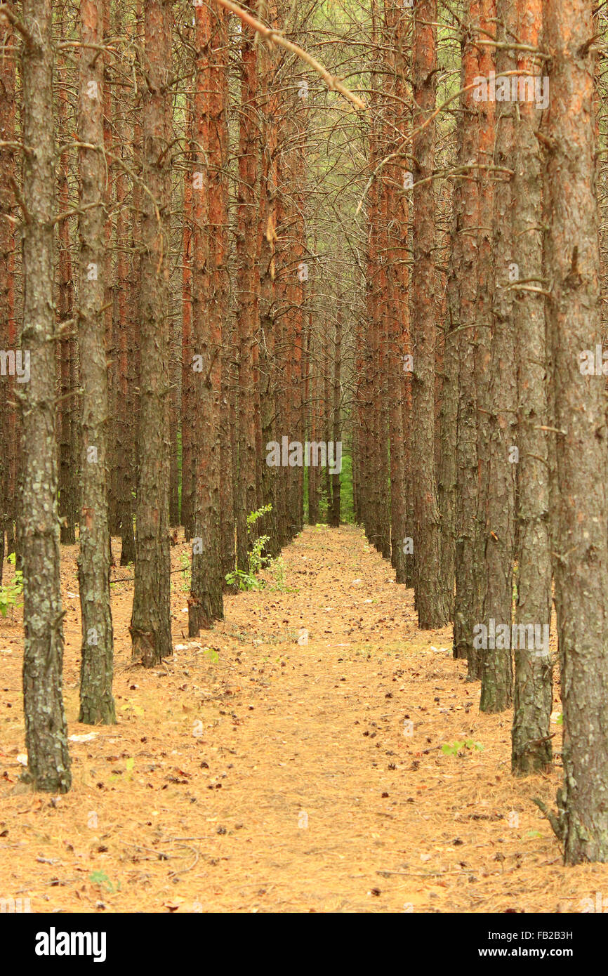 Landschaft mit Kiefernwald wächst in Zeile Stockfoto