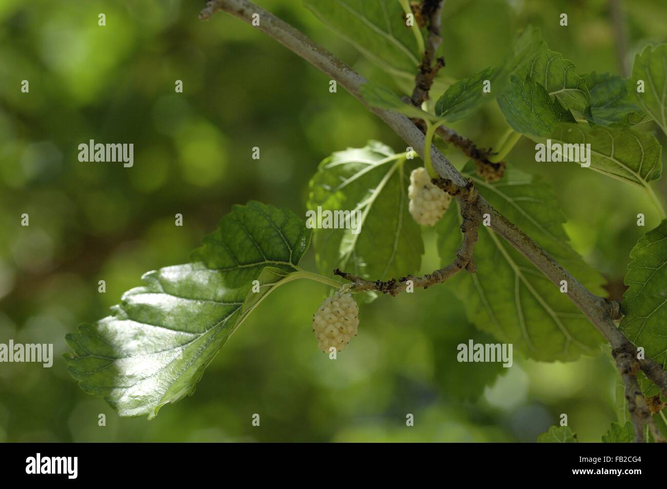 Weiße Maulbeere - Common Mulberry - Seidenraupe Maulbeere (Morus Alba) stammt aus Nordchina in Früchten im Sommer Provence - Frankreich Stockfoto