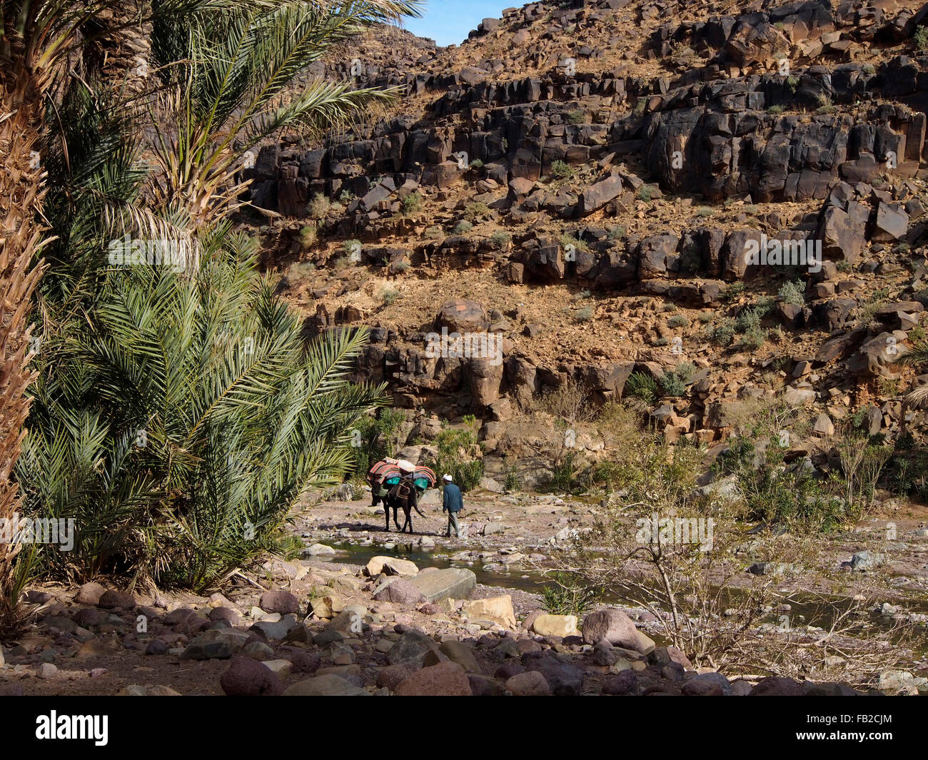 Maultiertrekking entlang Flussbett des Hamdour-Tals nördlich von N' Kob, Jbel Saghro, Marokko Stockfoto