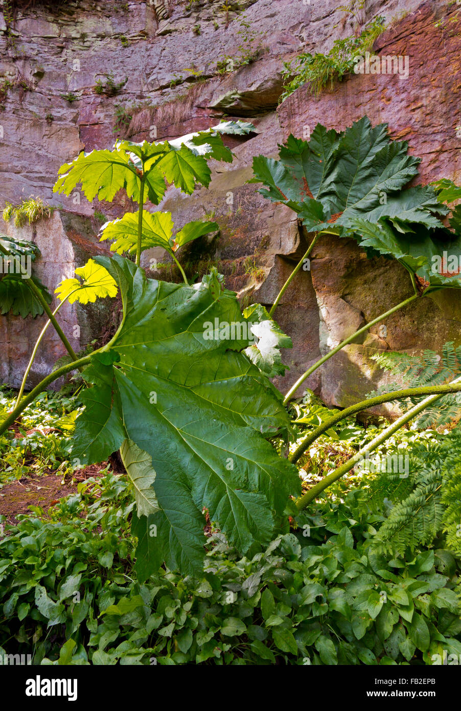 Riese verlässt Gunnera Gattung von krautigen Blütenpflanzen das einzige Mitglied der Familie Gunneraceae Stockfoto