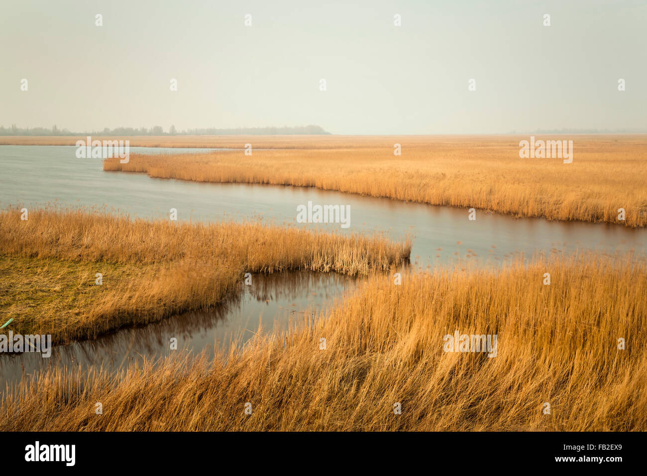 Niederlande, Kollumerpomp, Nationalpark Lauwersmeer genannt. Röhricht. Langzeitbelichtung Stockfoto
