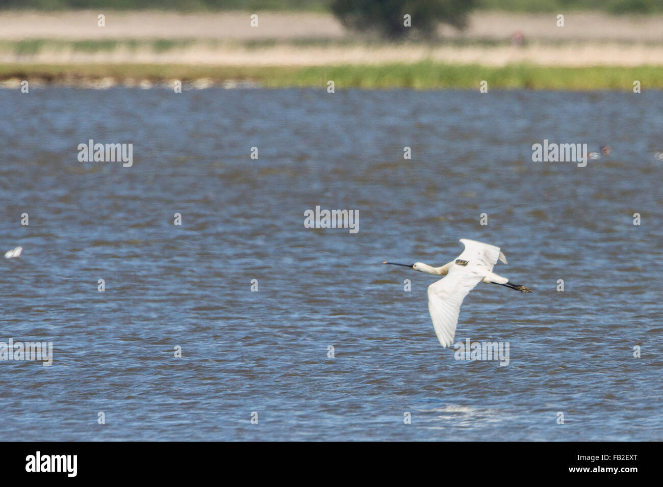 Niederlande, Ezumazijl, Nationalpark Lauwersmeer, Löffler mit Funksender auf dem Rücken. Stockfoto