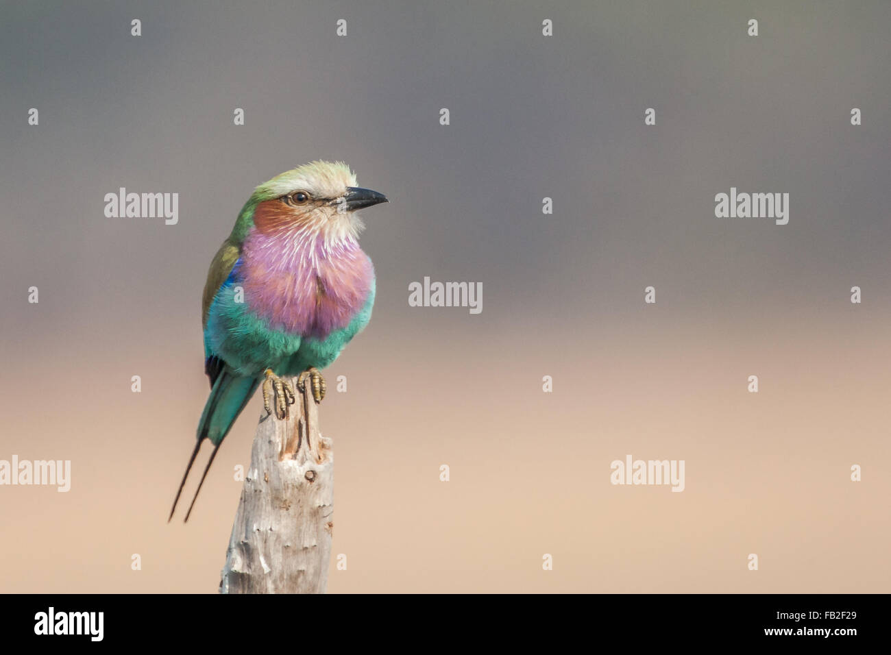 Lilac-breasted Roller thront auf stumpf. Liuwa Plains Nationalpark Sambia. Stockfoto