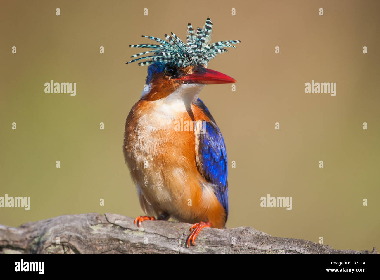 Malachit-Eisvogel mit Fahne angehoben auf einem Ast Stockfoto