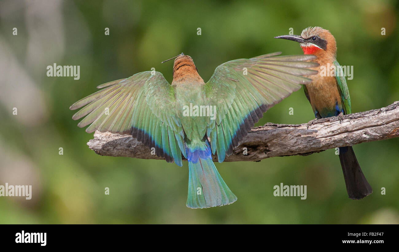 White-fronted Bienenfresser, Sambia, Kafue Nationalpark, thront auf Zweig Stockfoto