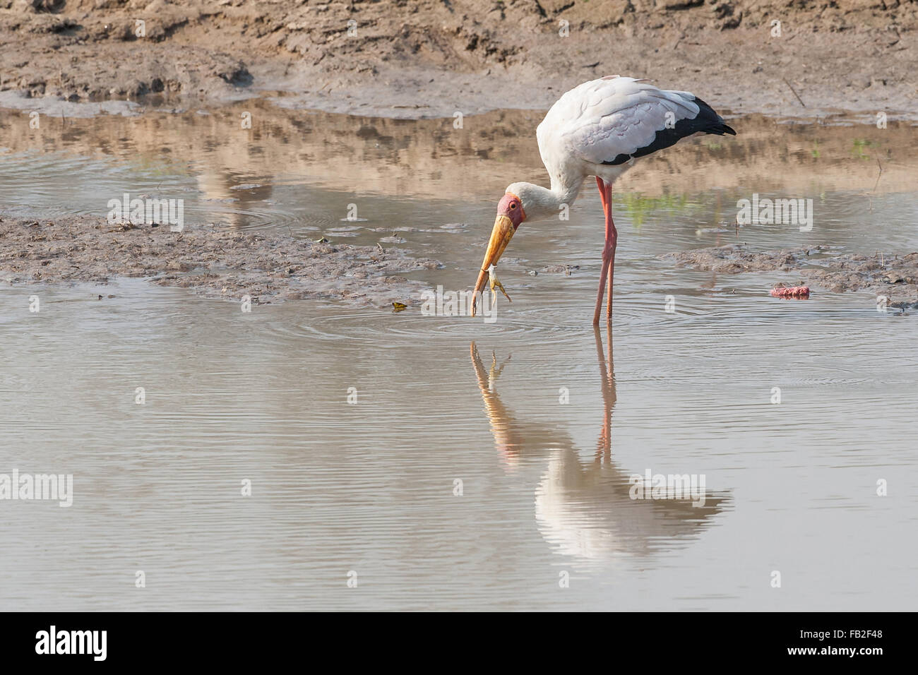 Gelb-billed Storch Frosch im Luangwa Fluss Sambia ernähren. Stockfoto