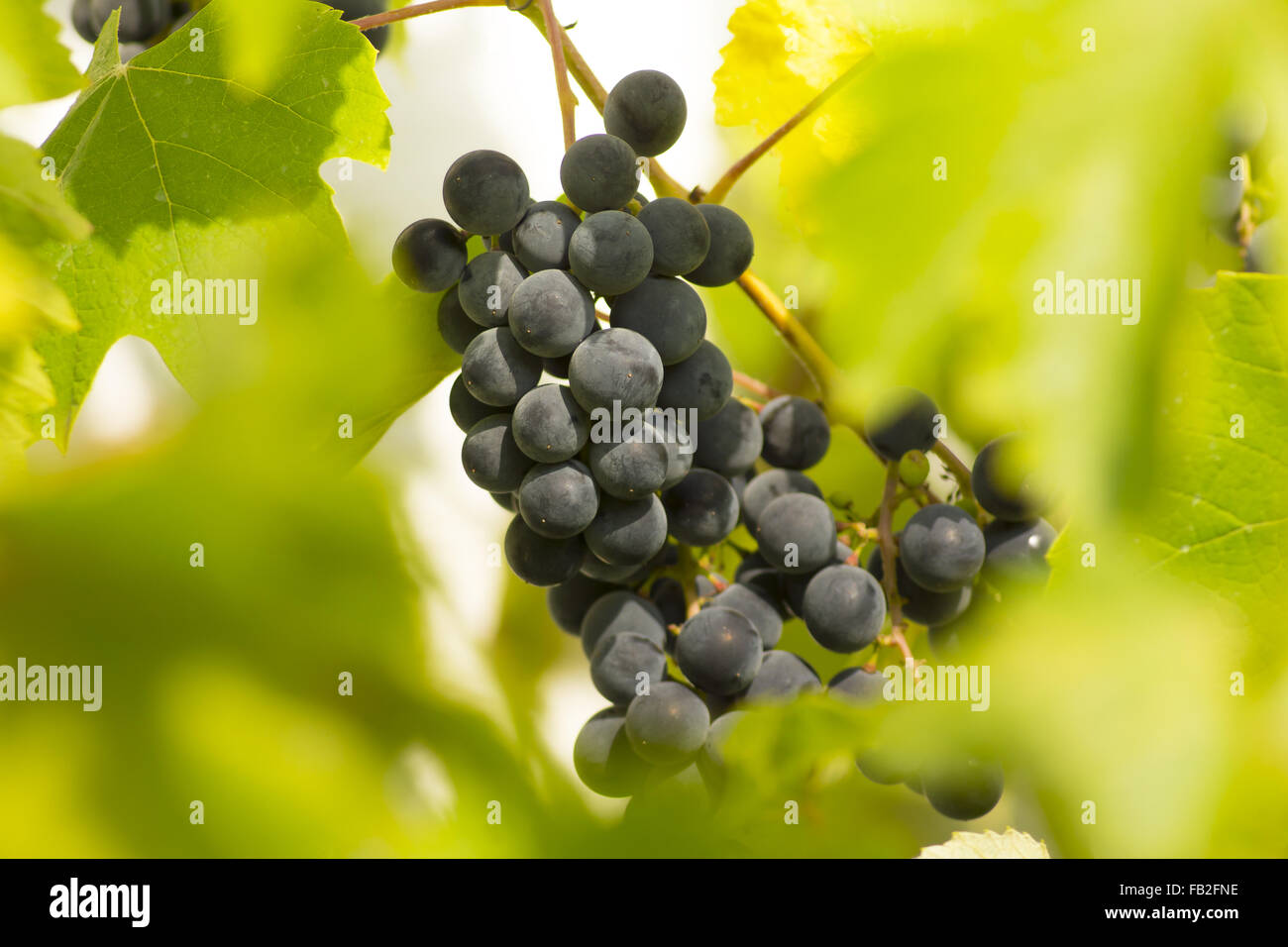 Rotwein-Trauben am Rebstock Stockfoto