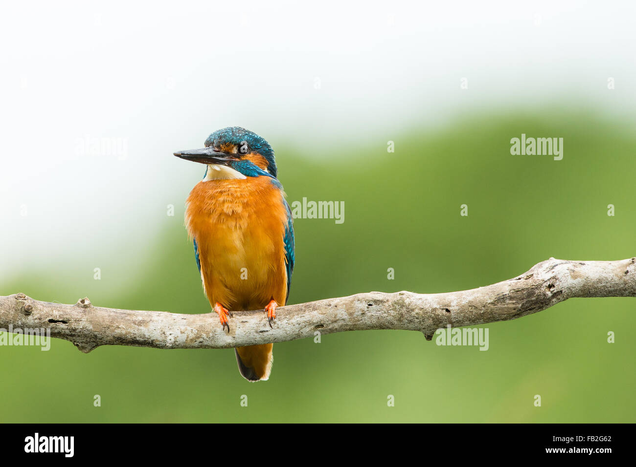 Eisvogel sitzt auf Ast Stockfoto