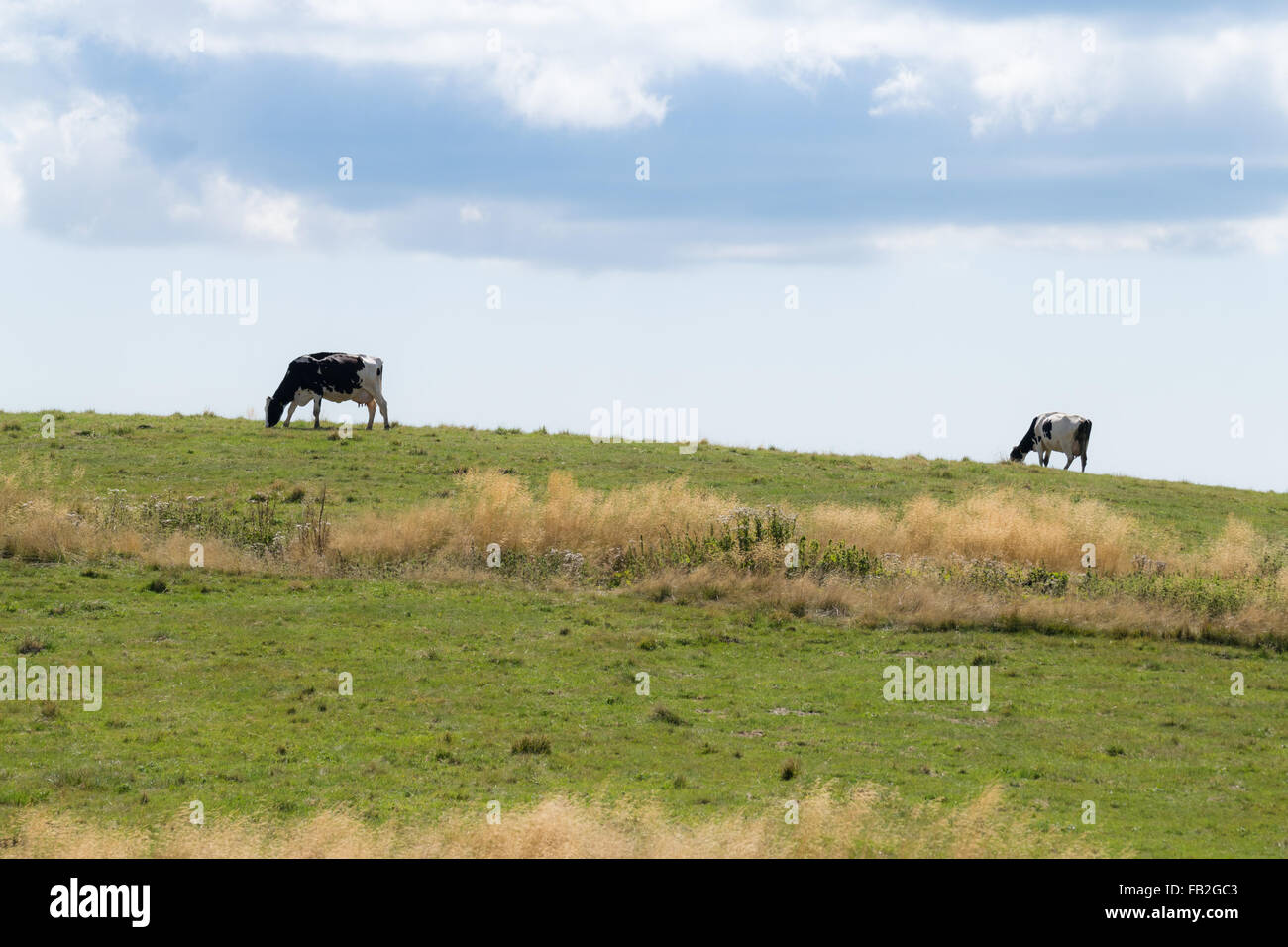 Kühe auf der italienischen Seite der Alpen. Stockfoto