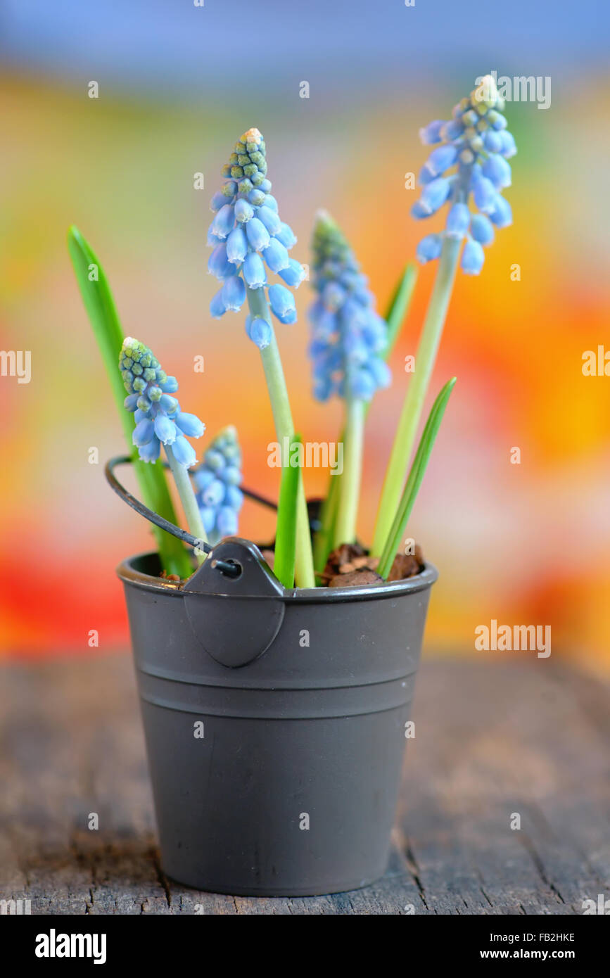 Muscari Neglectum Blumen in einem kleinen Eimer Stockfoto
